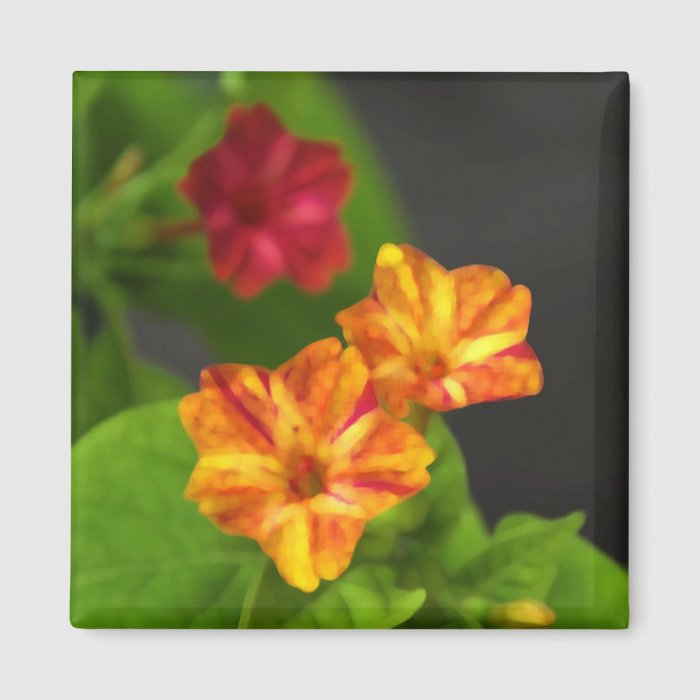 Four O Clock Flowers Refrigerator Magnet