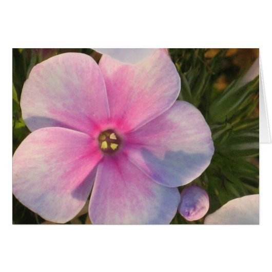 Four O'Clock Flower Card (Front Horizontal)