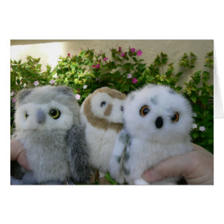 Four O'Clock Owls Cards
