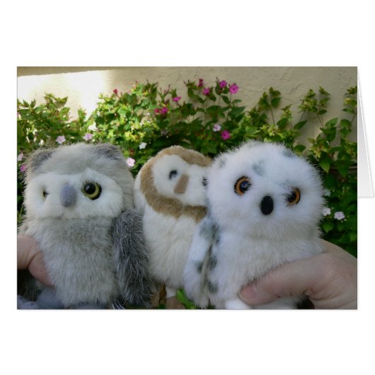 Four O'Clock Owls Cards (Front Horizontal)