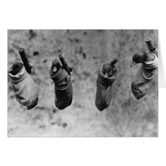 Four one-day-old ducklings pegged out of harm's (Front Horizontal)