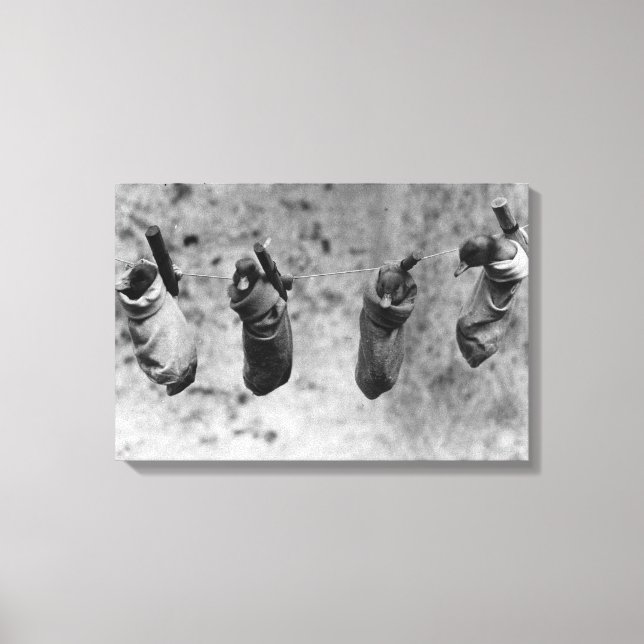 Four one-day-old ducklings pegged out of harm's canvas print (Front)