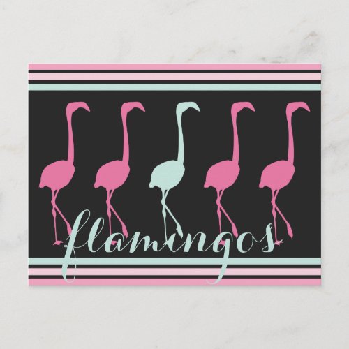 Four Pink Flamingos One Light Blue Postcard