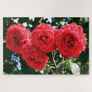 Four red roses in flower in garden jigsaw puzzle