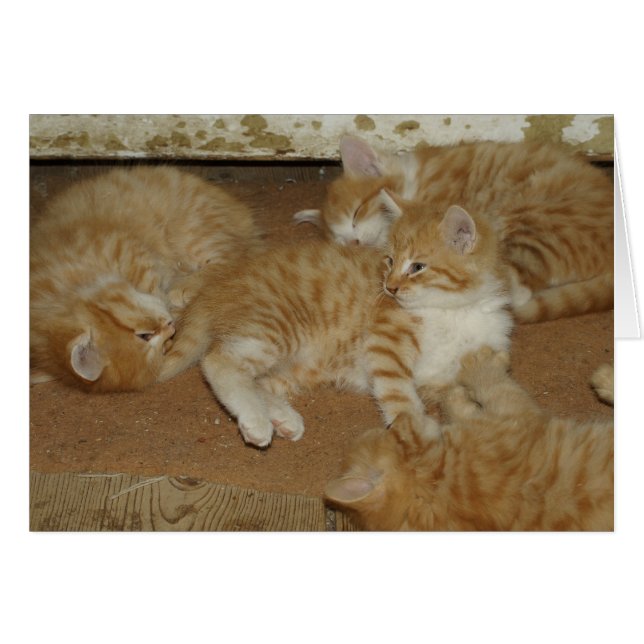 Four Red Tabbies Cards (Front Horizontal)