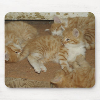 Four Red Tabbies Mouse Pad
