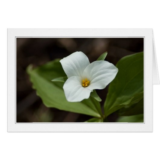 four seasons in michigan 01 card (Front Horizontal)