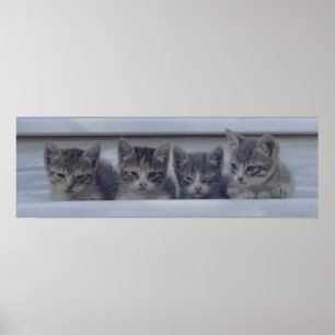 Four Sleepy Kittens in a Row Poster