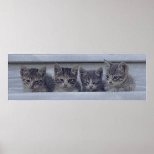 Four Sleepy Kittens in a Row Poster