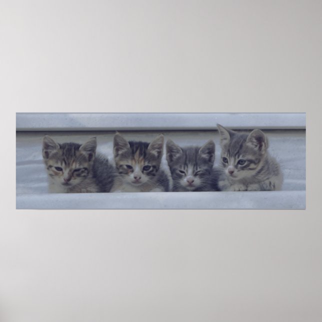 Four Sleepy Kittens in a Row Poster (Front)