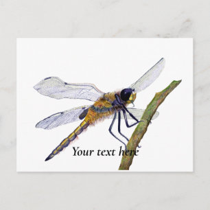 Four-Spotted Chaser Dragonfly Watercolor Postcard