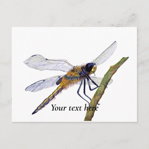 Four_Spotted Chaser Dragonfly Watercolor Postcard