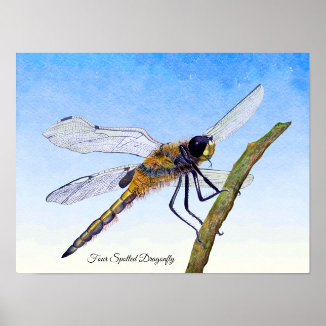 Four-Spotted Chaser Dragonfly Watercolor Poster (Front)
