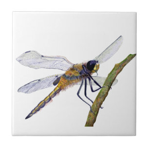 Four Spotted Dragonfly Watercolour Artwork Ceramic Tile