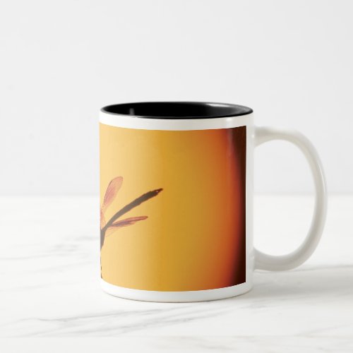 Four_spotted Pennant Brachymesia gravida Two_Tone Coffee Mug