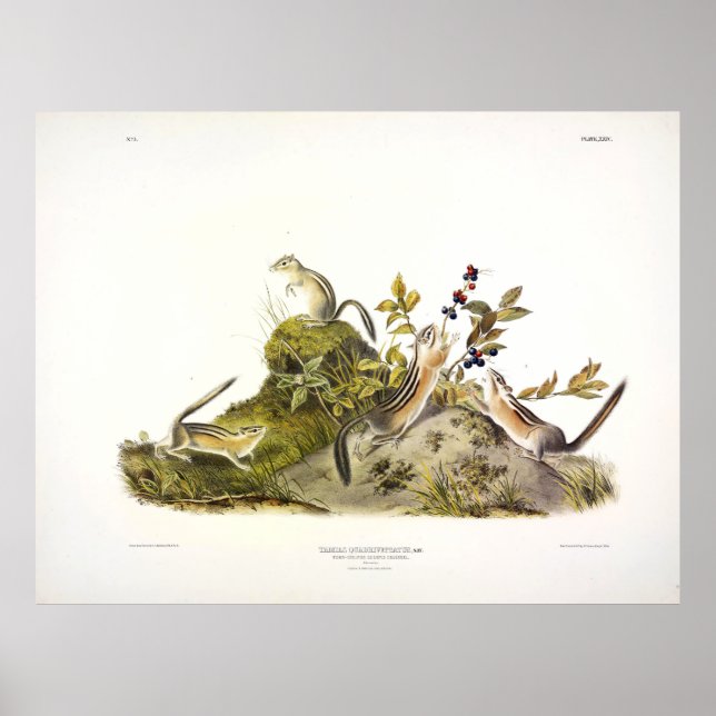 Four-striped Ground Squirrel, or Colorado Chipmunk Poster (Front)