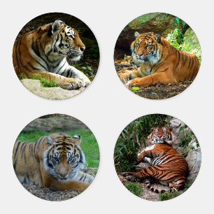 Four Tigers Coaster Set