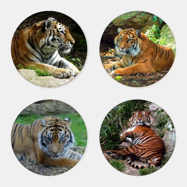 Four Tigers Coaster Set (Set)