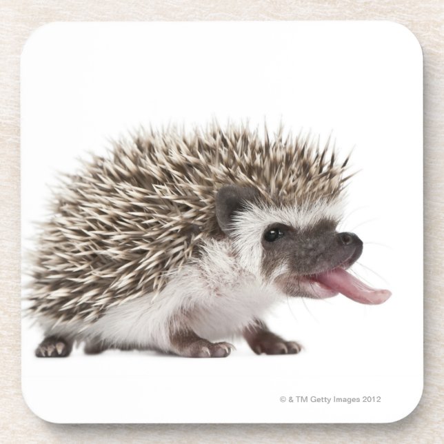 Four-toed Hedgehog - Atelerix albiventris Drink Coaster (Front)