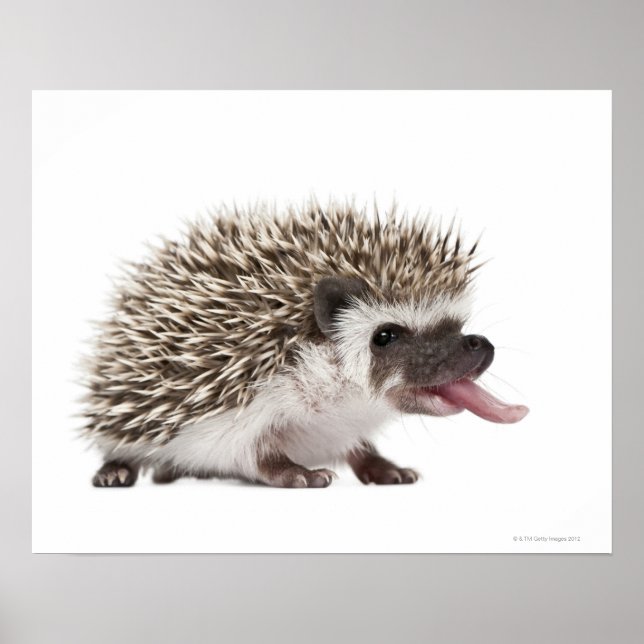 Four-toed Hedgehog - Atelerix albiventris Poster (Front)