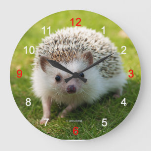 Four-toed hedgehog large clock