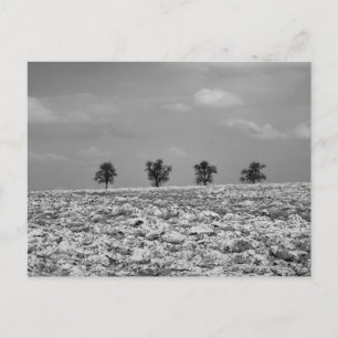 Four Trees, Countryside, Fields / BW Photography Postcard