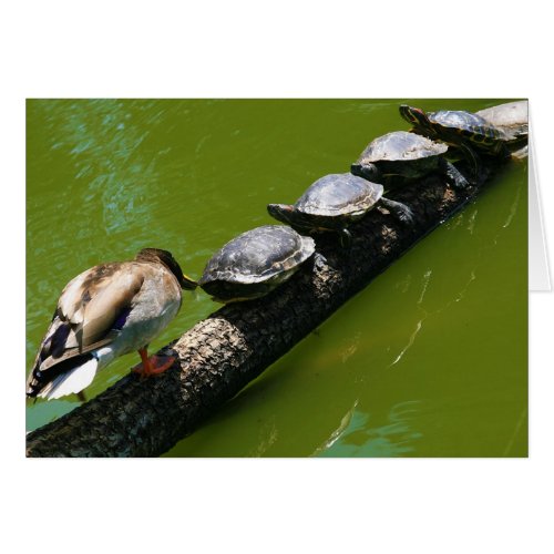 Four Turtles Trying to Cross a Log with Duck Block