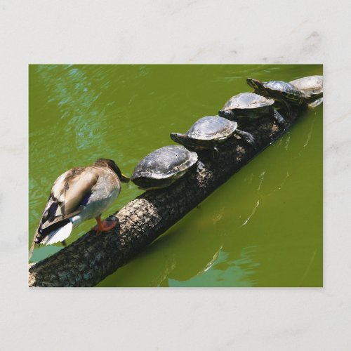 Four Turtles Trying to Cross a Log with Duck Block Postcard