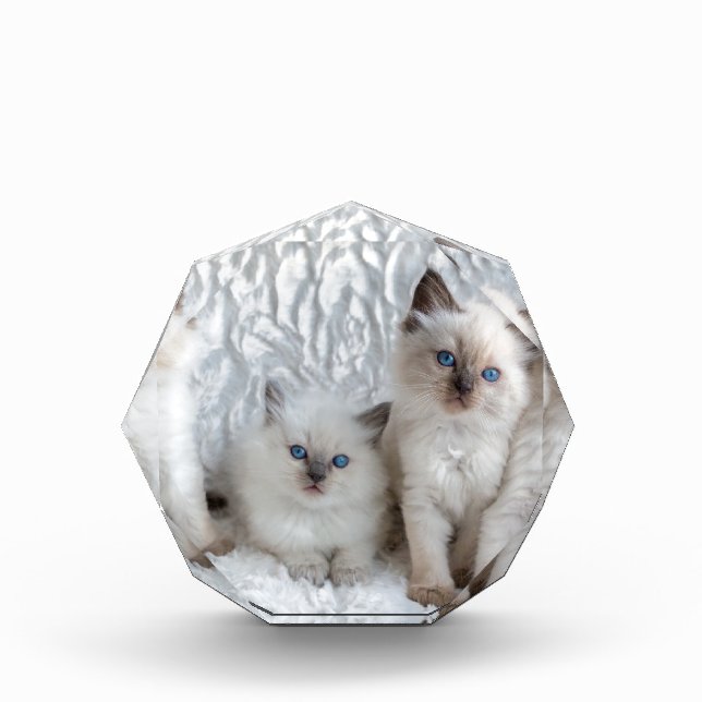 Four young Ragdoll cats sitting in a row Award (Front)