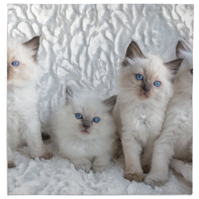 Four young Ragdoll cats sitting in a row Napkin (Front)