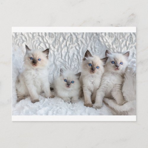 Four young Ragdoll cats sitting in a row Postcard