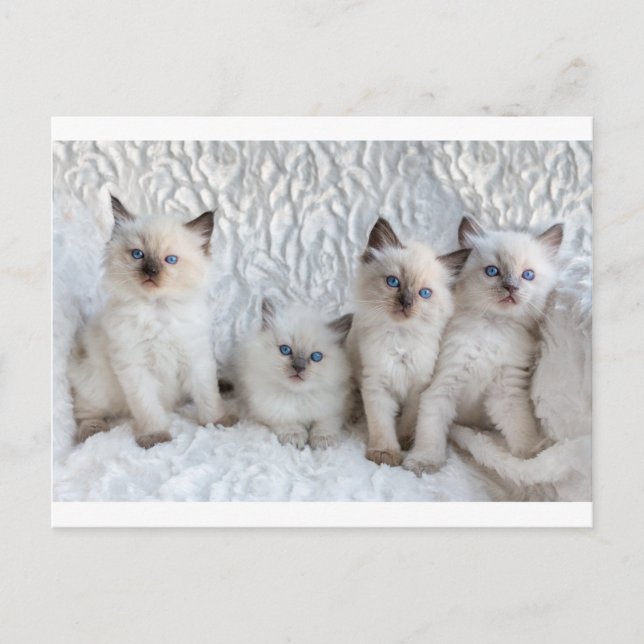 Four young Ragdoll cats sitting in a row Postcard (Front)