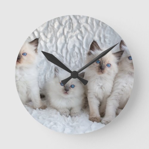 Four young Ragdoll cats sitting in a row Round Clock