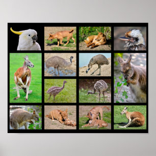 Fourteen mosaic photos of Australian animals Poster
