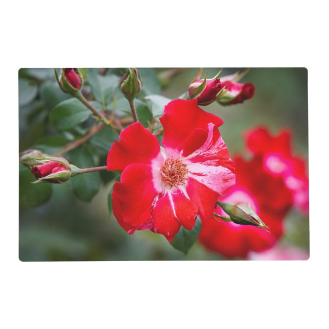Fourth of July Shrub Placemat (Front)