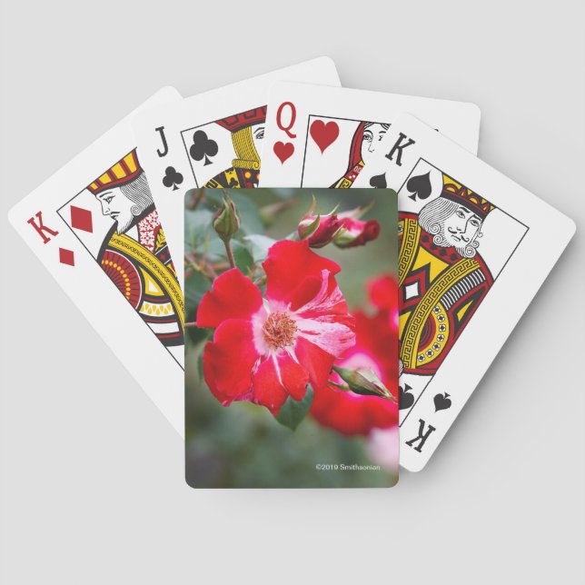 Fourth of July Shrub Poker Cards (Back)