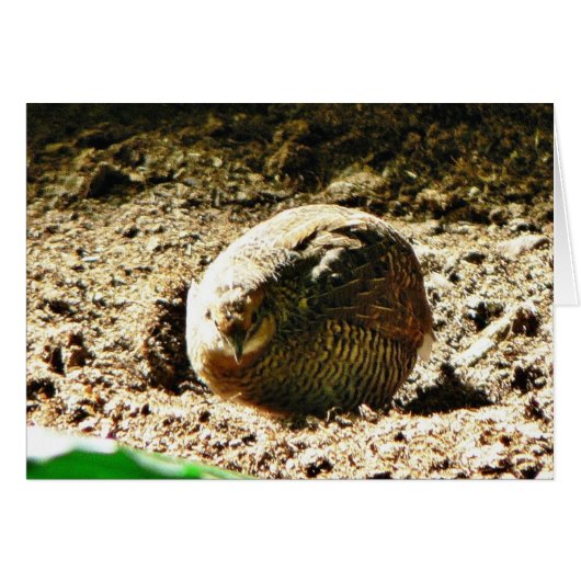 Fowl Of Some Kind (Front Horizontal)