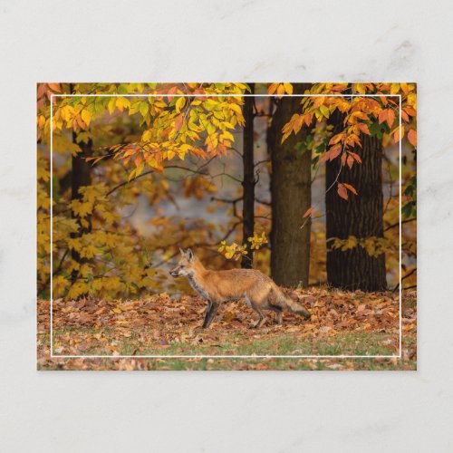  Fox And Colorful Foliage     Postcard