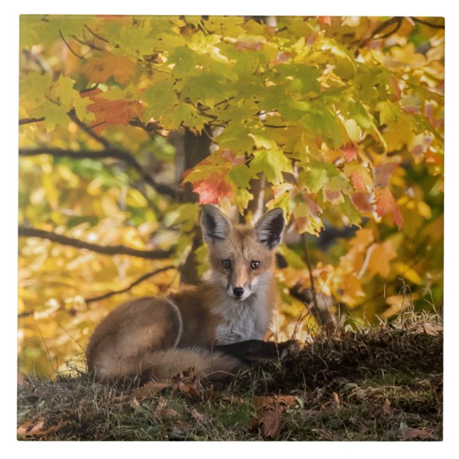  Fox And Foliage       Ceramic Tile (Front)