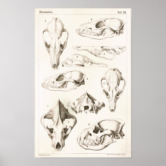 Fox and Hyena Skulls Veterinary Anatomy Print (Front)
