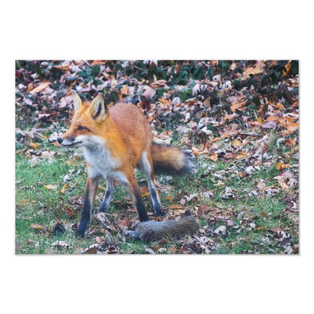 Fox and its kill photo print (Front)