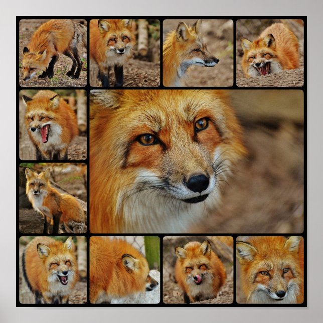 Fox Collage Poster (Front)