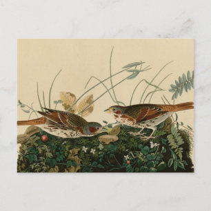 Fox colored sparrow postcard