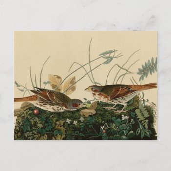 Fox Colored Sparrow Postcard by birdpictures at Zazzle