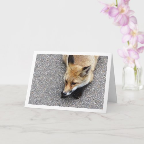 Fox Cub Laying on Street Portrait Card