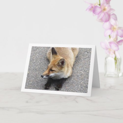 Fox Cub Laying on Street Portrait Card