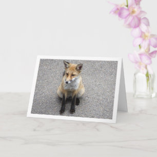 Fox Cub on Street Portrait Card