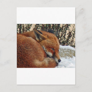 Fox day dreaming postcard