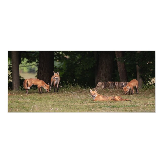 Fox Family Outing  Photo Print (Front)