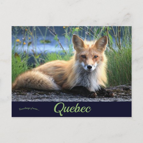 Fox in Perc Quebec Canada Postcard